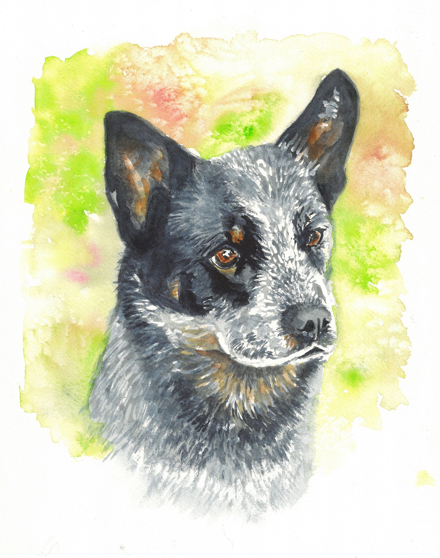 Australian Cattle Dog