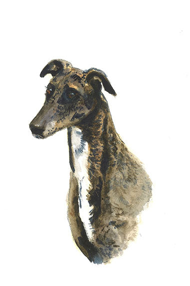 Whippet