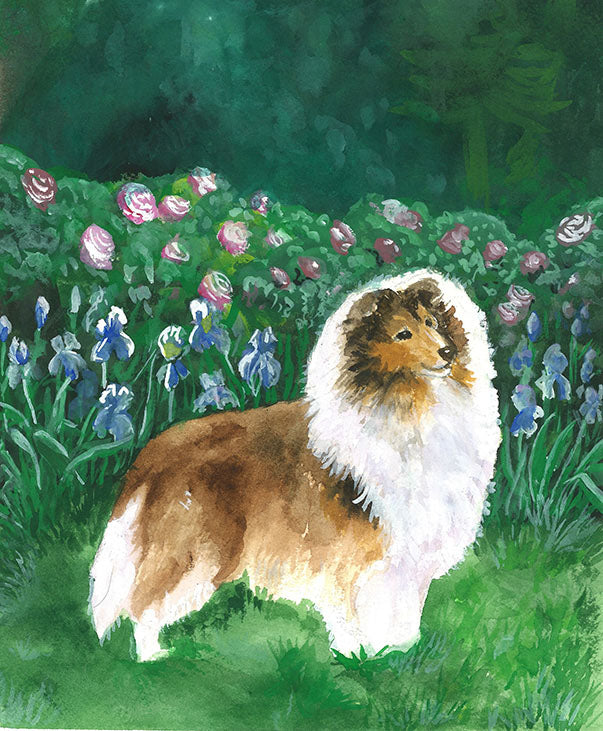 Sheltie (Garden)