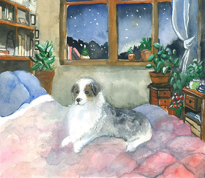 Miniature American Shepherd