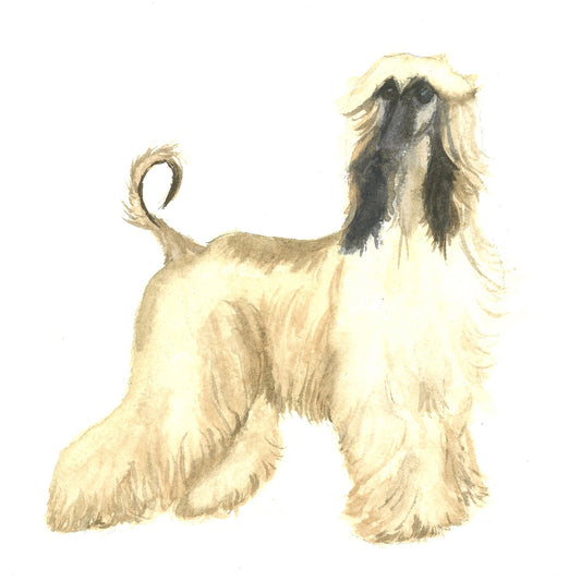 Afghan Hound