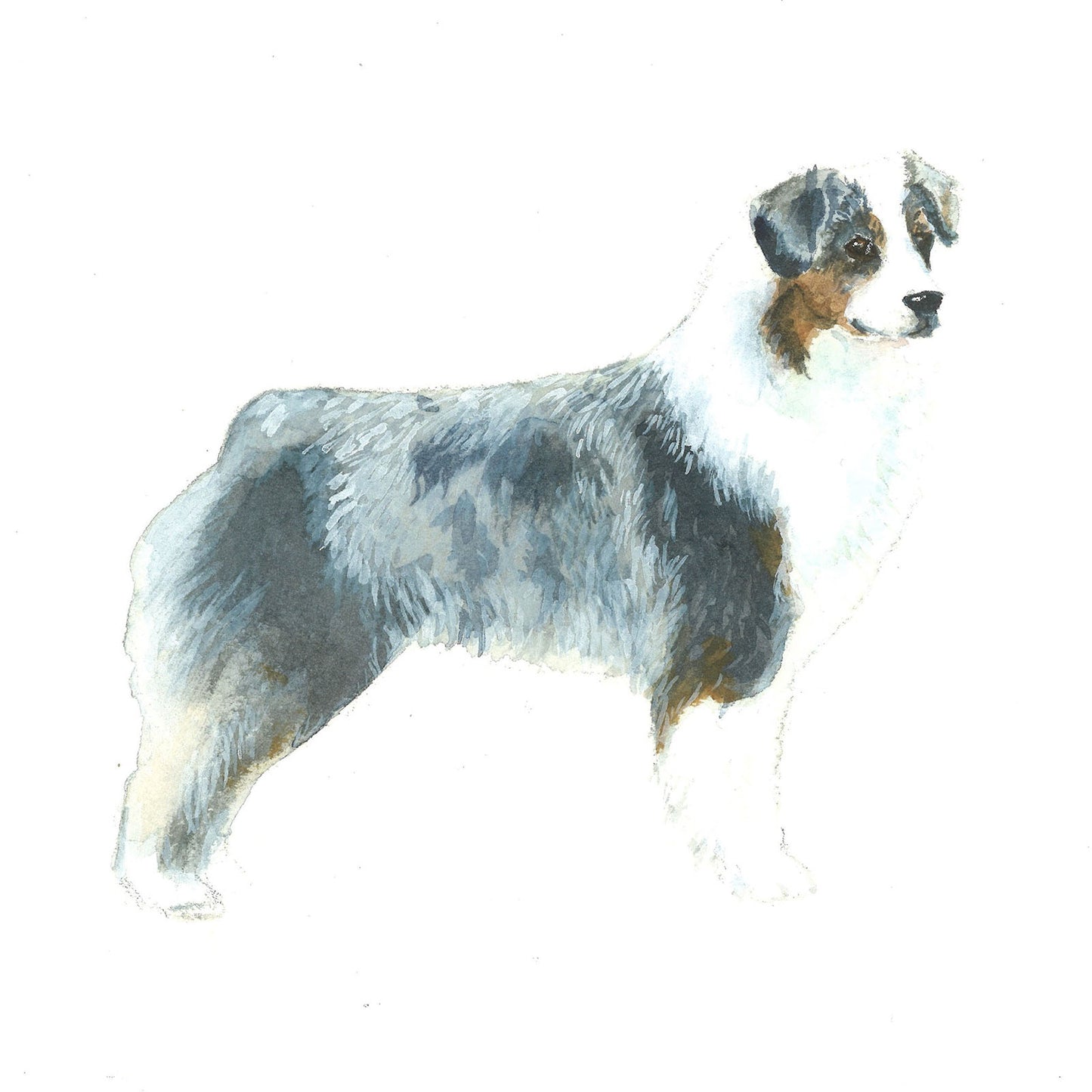 Australian Shepherd