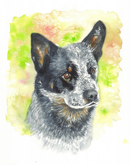 Australian Cattle Dog