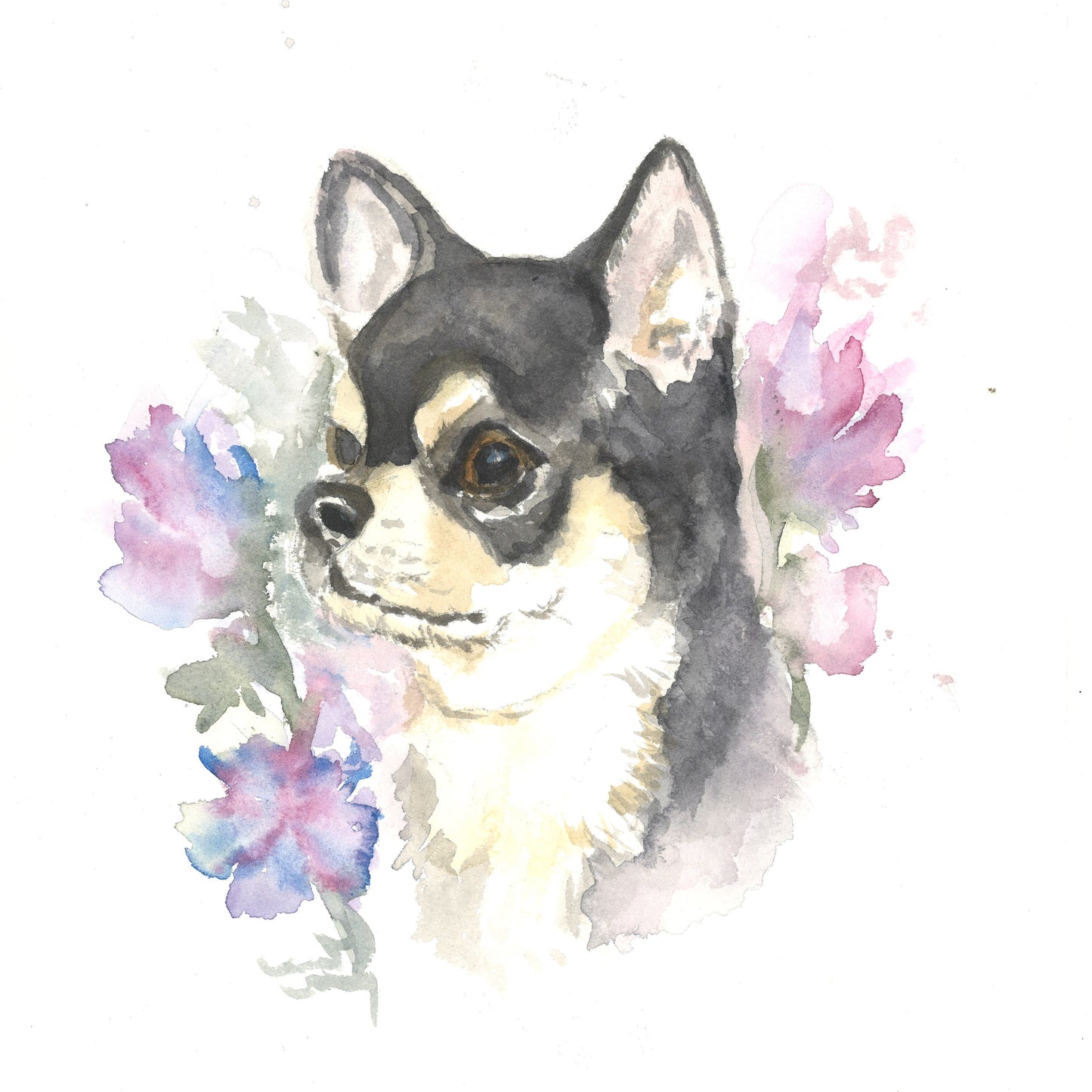 Chihuahua