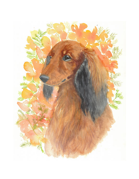 Longhaired Dachshund