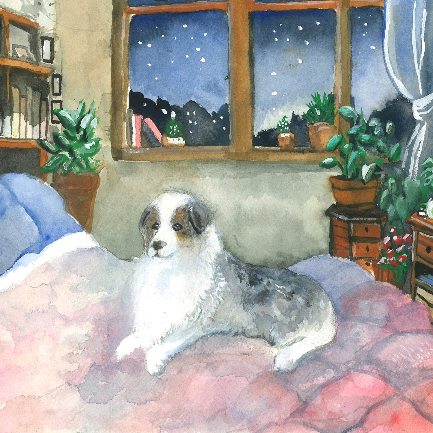 Miniature American Shepherd