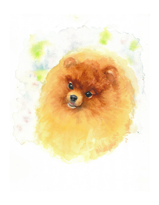 Pomeranian