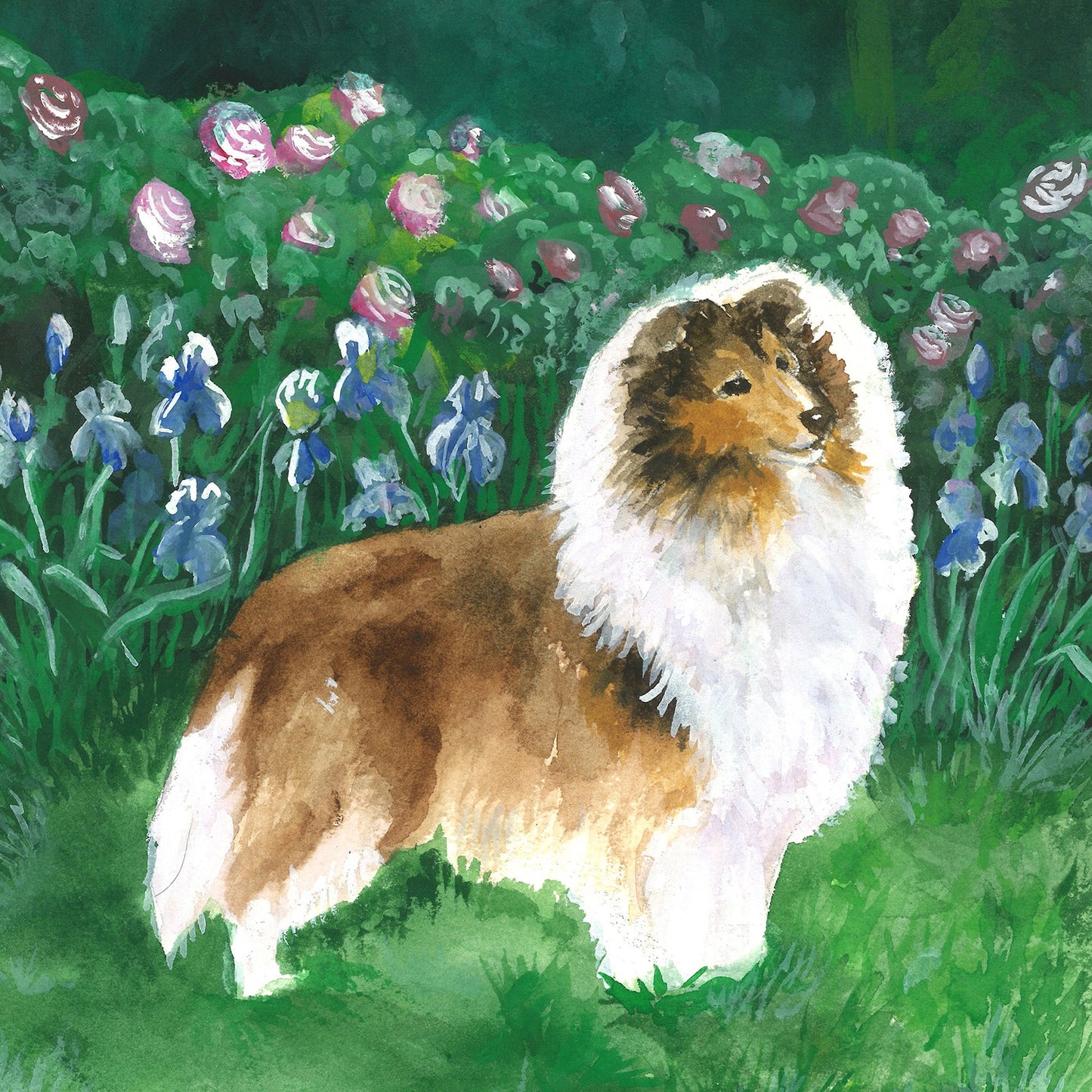 Sheltie (Garden)