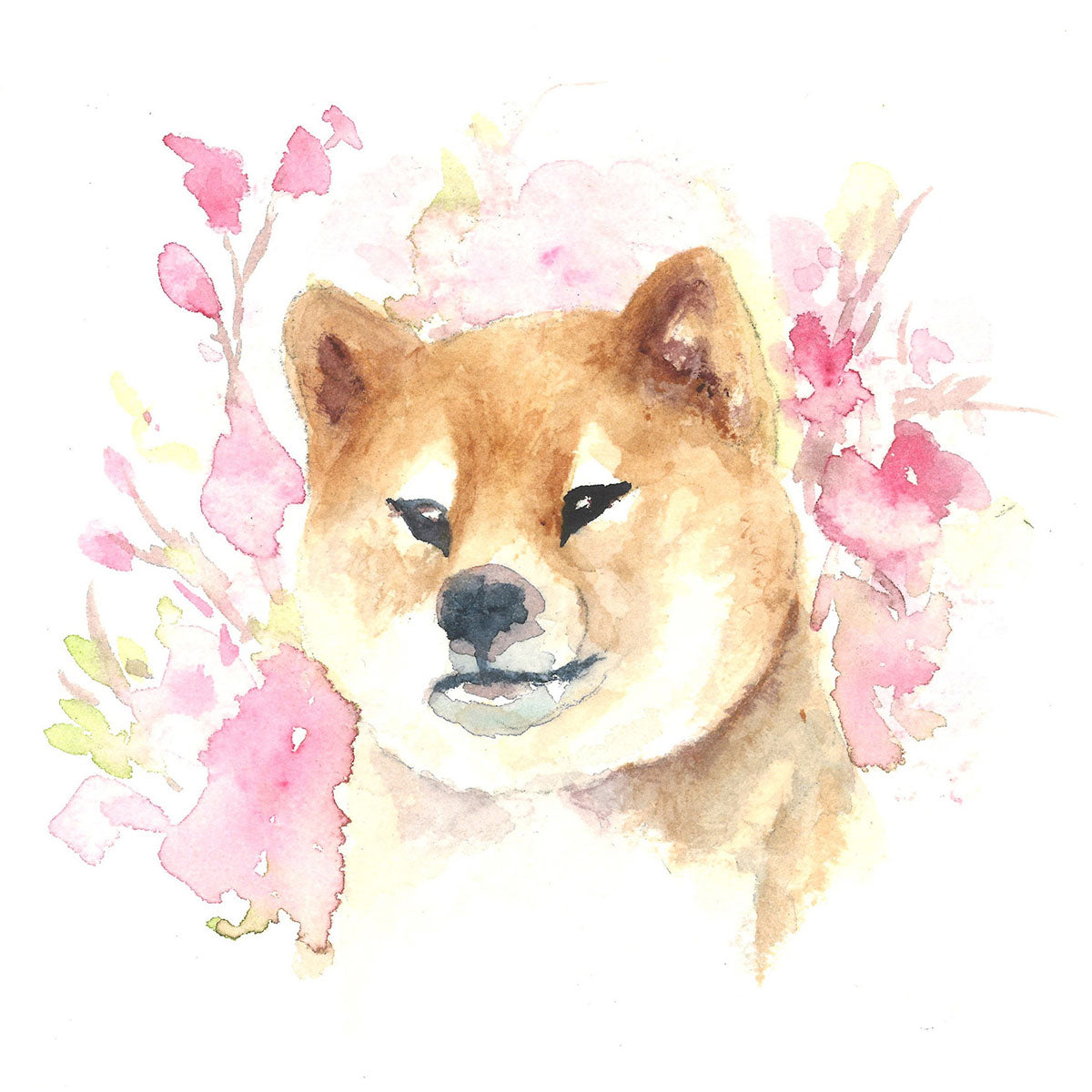 Shiba Inu