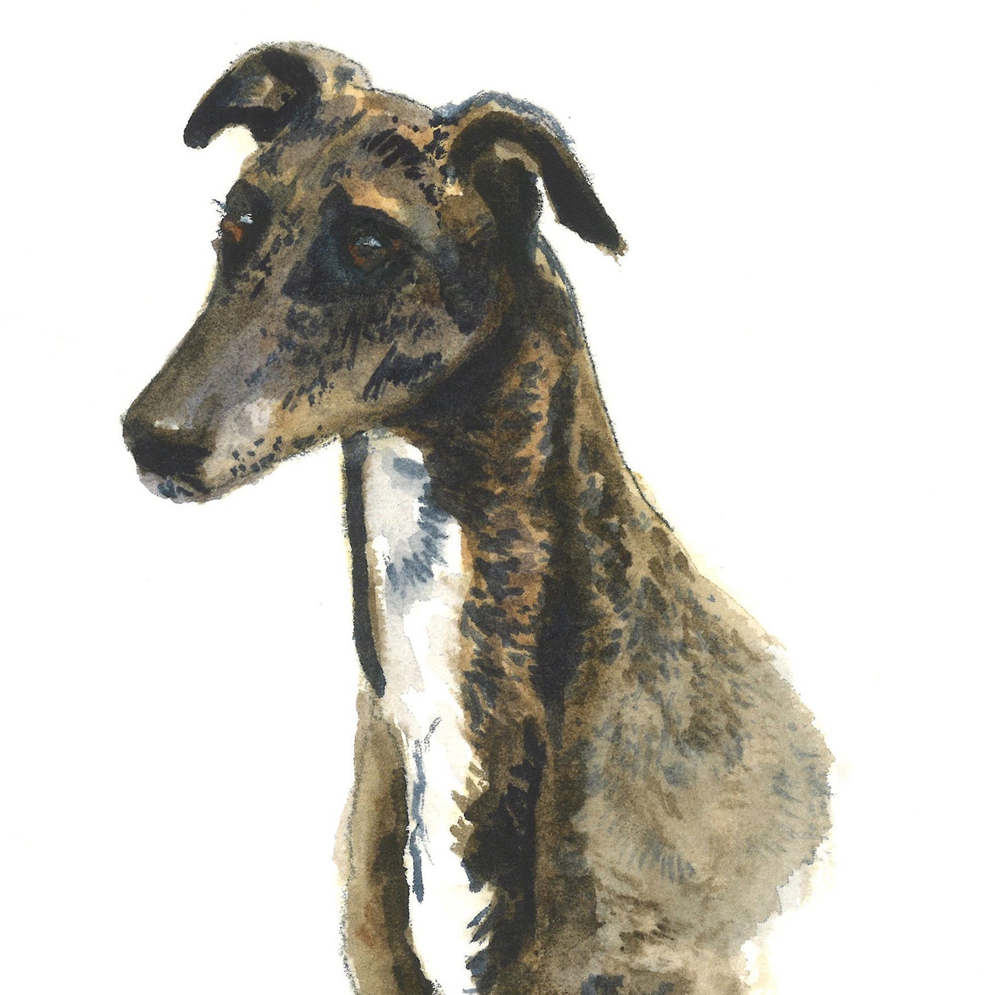 Whippet